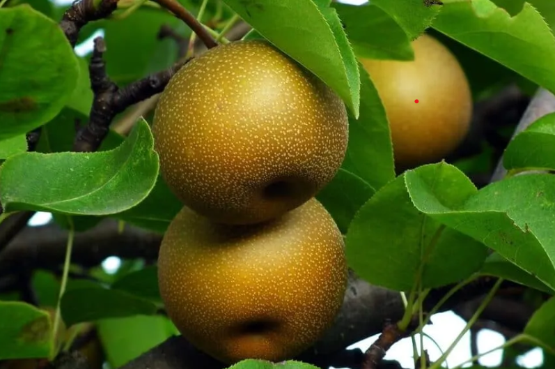 Asian pear health benefits